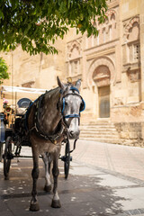 Fototapeta na wymiar Traditional horse-drawn carriage in Codoba (Spain)