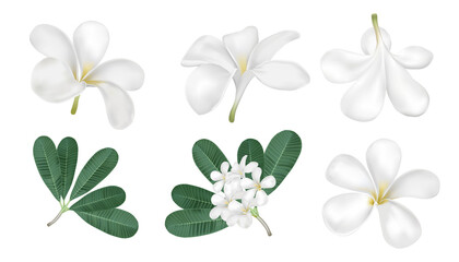 plumeria flower vector on white background for spa or decorate easy to use for your health and care advertising or traditional food - obrazy, fototapety, plakaty