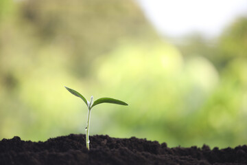 Small sprout plant growing up