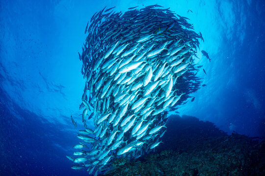 ギンガメアジ "Bigeye trevally" tornado [AGUNI island]