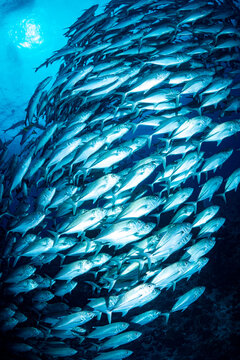 ギンガメアジ "Bigeye trevally" tornado [AGUNI island]