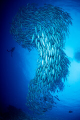 ギンガメアジ "Bigeye trevally" tornado [AGUNI island]