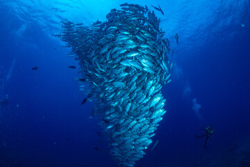 ギンガメアジ "Bigeye trevally" tornado [AGUNI island]