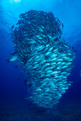 ギンガメアジ "Bigeye trevally" tornado [AGUNI island]