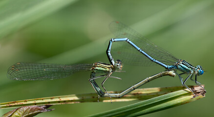 Close-up of two Feather Dragonflies (Platycnemis pennipes) mating, forming a heart with their bodies, on green grass