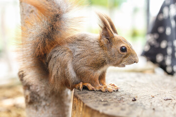 adult squirrel eats nuts and other food from human hands