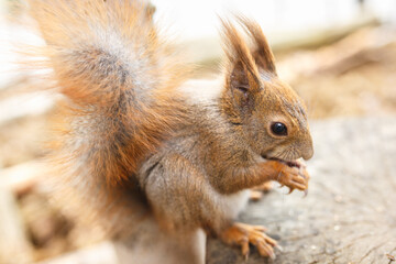 adult squirrel eats nuts and other food from human hands
