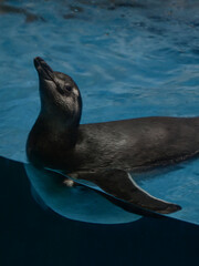 Fototapeta premium Penguins / Shedd Aquarium - Chicago