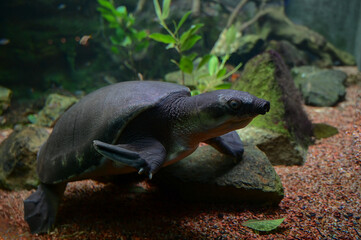 Obraz premium Turtles / Shedd Aquarium - Chicago
