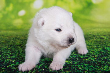 Naklejka na ściany i meble White small Samoyed puppy dog on green grass background