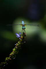 Dragonfly on flowering plant