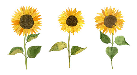 Watercolor set of sunflowers. Botanical illustration.
