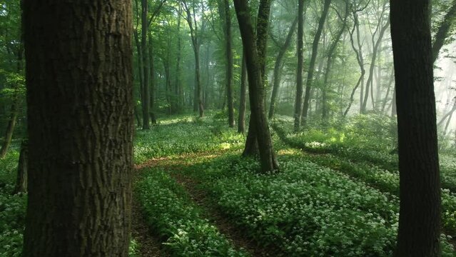 Aerial view of the forest full of blooming wild garlic in Transylvania