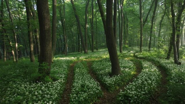 Aerial view of the forest full of blooming wild garlic in Transylvania
