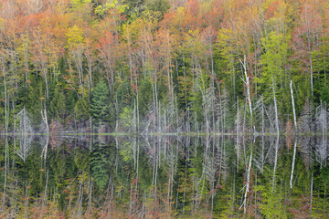 Spring landscape of the shoreline of Scout Lake with mirrored reflections in calm water, Hiawatha National Forest, Michigan's Upper Peninsula, USA
