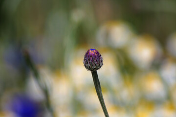 seed head