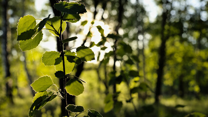 Young common aspen growing in the forest, photo taken in golden hour