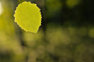 Common aspen (Populus tremula) leaf in golden hour sunlight