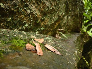 Hojas en la roca