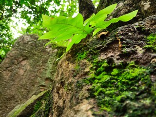 Planta en la roca
