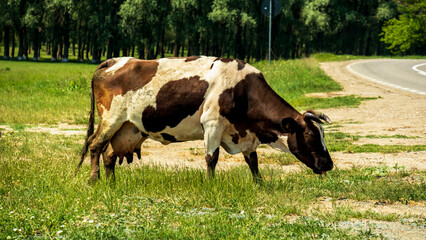 cow eating grass near the road