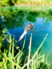 libellule