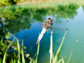 libellule