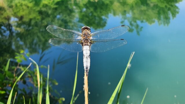 libellule