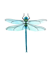 Watercolor Dragonfly top view illustration. Isolated on white background. Watercolour insect.