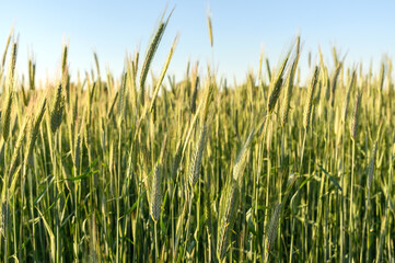 Sprouts of young green wheat. Growing rye in agriculture.