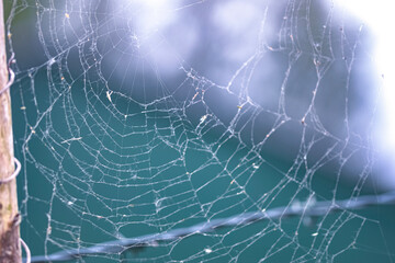 spider web with dew drops