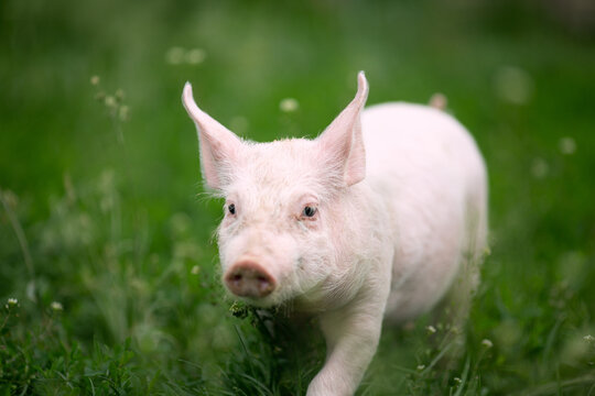 Cutie and funny young pig is standing on the green grass. Happy piglet on the meadow, small piglet in the farm posing on camera on family farm. Regular day on the farm