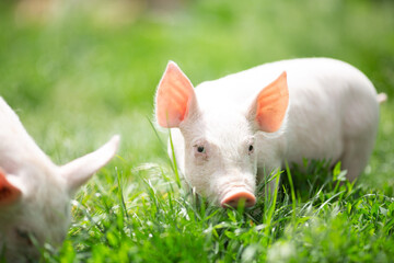 Cutie and funny young pig is standing on the green grass. Happy piglet on the meadow, small piglet in the farm posing on camera on family farm. Regular day on the farm © Bogdan
