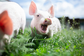 Two cutie and funny young pig is standing on the green grass. Happy piglet on the meadow, small piglet in the farm posing on camera on family farm. Regular day on the farm
