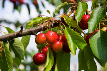 Cerises de printemps