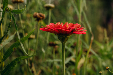 Bright red flower in the green grass in the garden. Zinnia in the garden