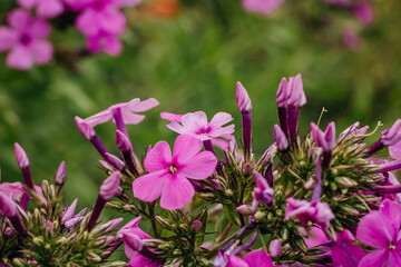 Bright pink close-up of phloxes in a summer garden on a green background