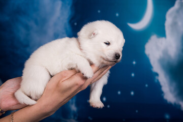 White fluffy small Samoyed puppy dog on hands