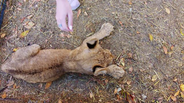 A woman stroking a small lion cub in the zoo or animal shelter. A zoo worker taking care of an animal