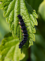 Freshly hatched caterpillars of the peacock butterfly eating stinging nettle leaves, also called...