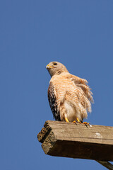A red-shouldered hawk (Buteo lineatus) perched against a blue sky in Sarasota, Florida