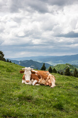 Cow on grass in Pieniny, Mountains landscape in background