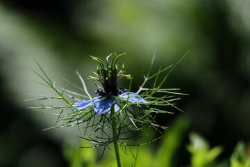 Nigella (