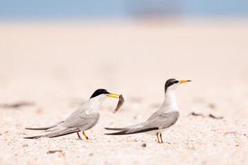 Obraz premium bird on the beach