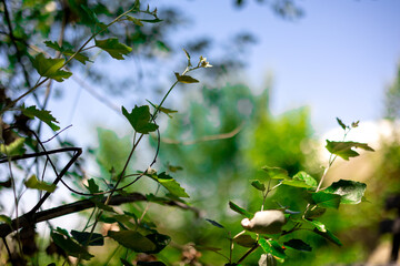 flowers in the forest