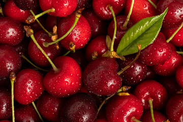 Sweet red cherries with water drops close up.