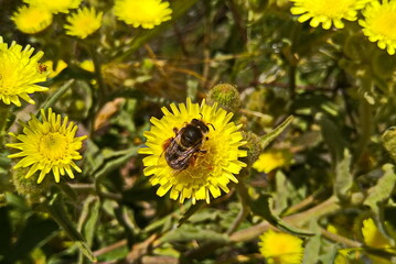 bee on yellow flower
