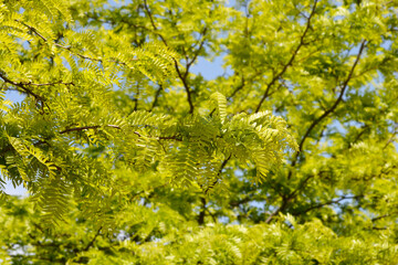 Thornless Honey locust