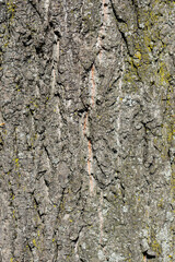 Caucasian lime