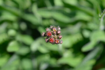 Orange hawkweed